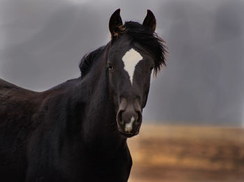 Close-up of horse standing against sky