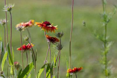 Insect on red flower