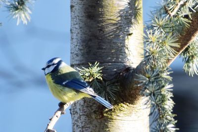 Close-up of bird perching on tree trunk