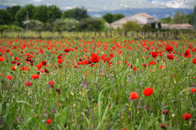Red poppy flowers in field