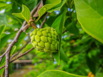 Close-up of fruits on tree