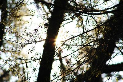 Low angle view of tree against sky