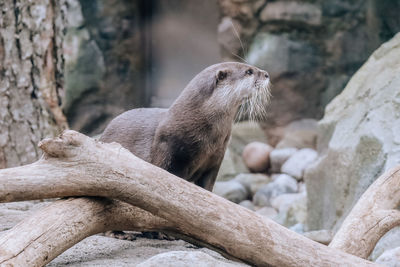 Close-up of otter on tree trunk