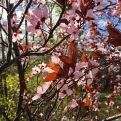 Close-up of fresh tree in autumn