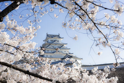 Low angle view of cherry blossoms by building against sky