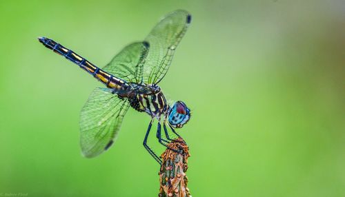 Close-up of damselfly perching on leaf