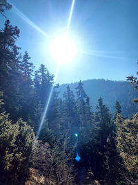 Sun shining through trees in forest