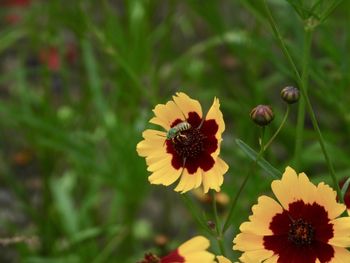 Close-up of yellow flowering plant on field