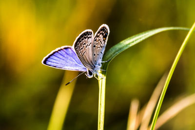 Close-up of butterfly pollinating on purple flower