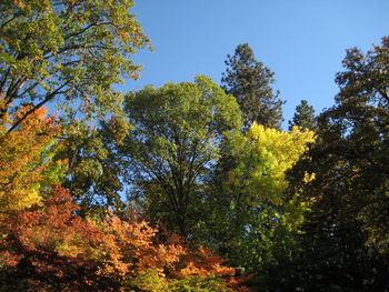 Low angle view of autumn trees in forest against sky