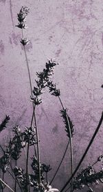 High angle view of flowering plant