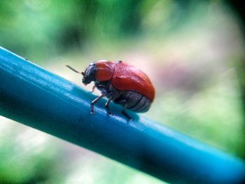 Close-up of ladybug