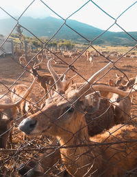 Aerial view of a field seen through chainlink fence