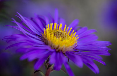 Close-up of purple flower