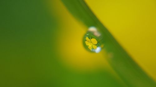 Close-up of yellow flower