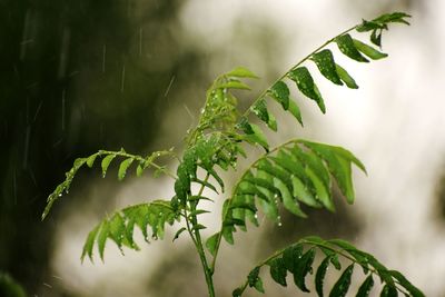 Close-up of fern leaves at the time of rain