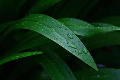 Close-up of raindrops on green leaves