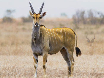 Portrait of antelope standing on field