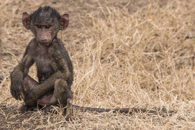 Close-up of angry baboon baby sitting on grass