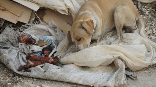 High angle view of stray dog sleeping by bones