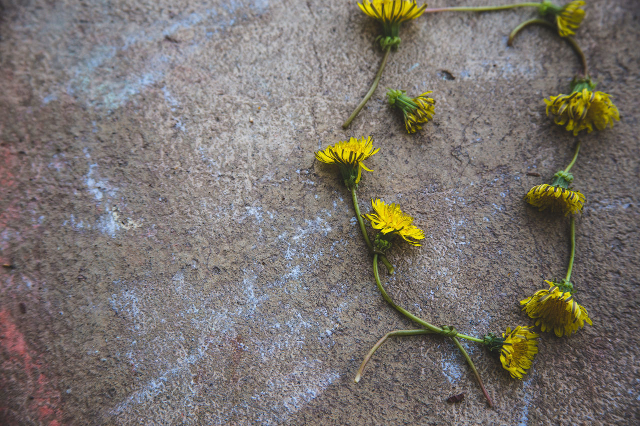 high angle view, yellow, flower, plant, leaf, street, wall - building feature, day, growth, outdoors, no people, fragility, nature, sunlight, sidewalk, close-up, ground, textured, built structure, asphalt