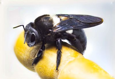 Macro shot of bee on leaf