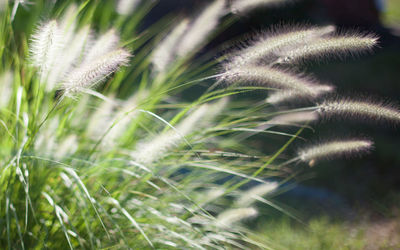 Close-up of dandelion against blurred background