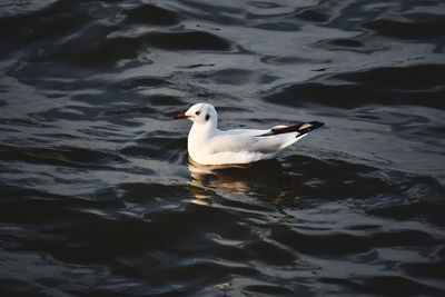 High angle view of seagull swimming in lake