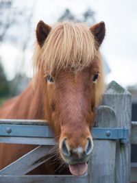 Close-up of a horse in pen