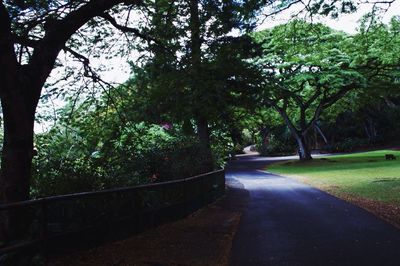 Empty road along trees