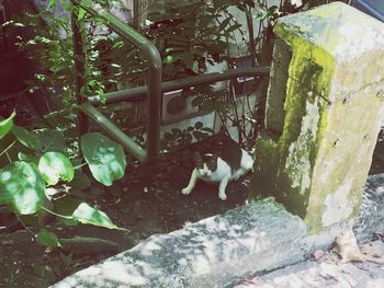 View of cat on tree