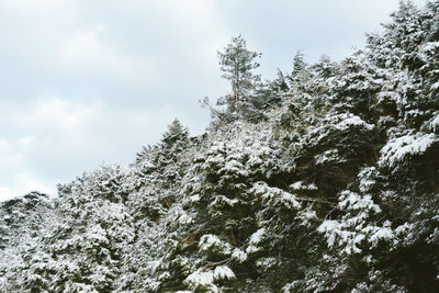 Low angle view of trees against sky during winter