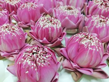 Close-up of pink flowers