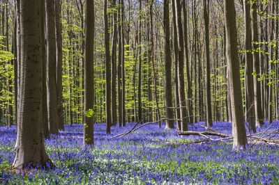 Trees growing in forest