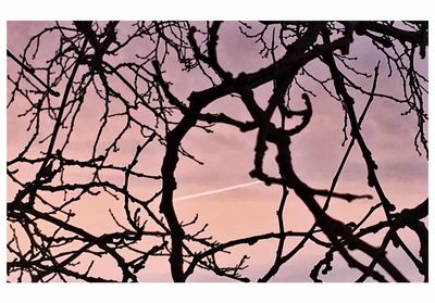 Low angle view of bare trees against sky