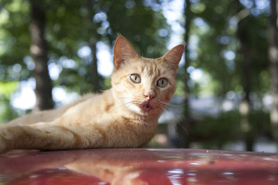 Yellow tabby cat looking out in surprise from his perch on a red car hood