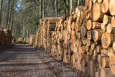 Stack of logs on tree trunk