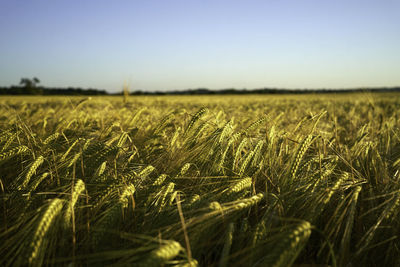 agriculture