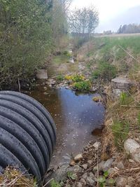 Plants growing on field by river