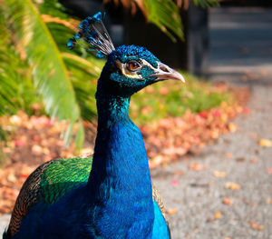 Close-up of a peacock