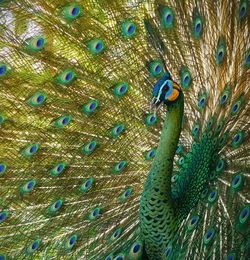 Full frame shot of peacock