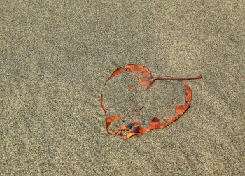 High angle view of sand on beach