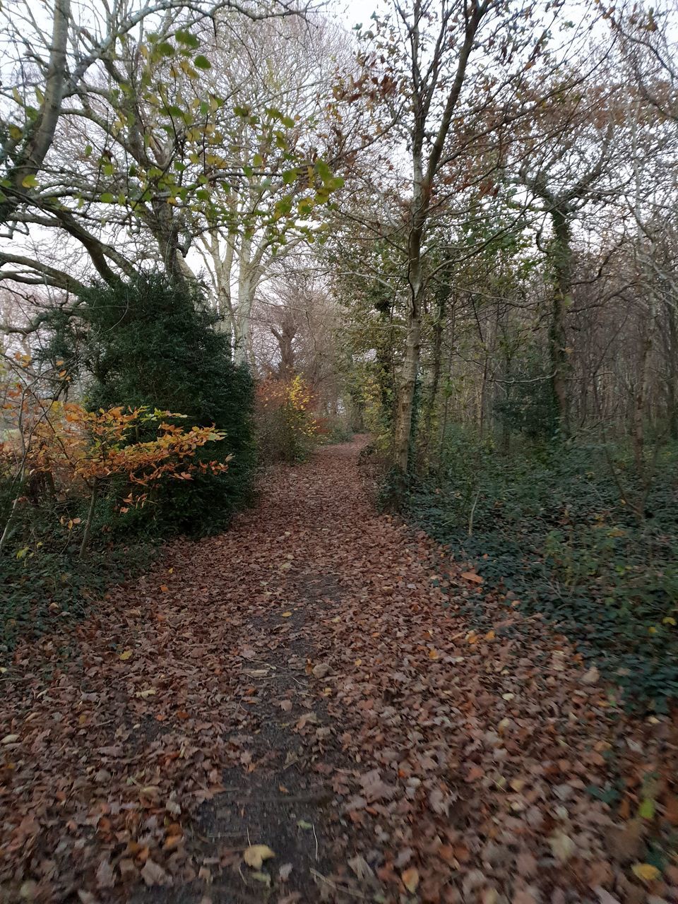 FOOTPATH AMIDST TREES IN AUTUMN