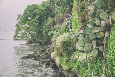 Plants growing on rocks by sea