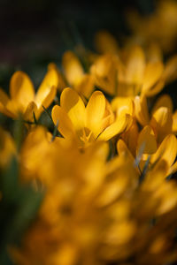 Close-up of yellow flowering plant