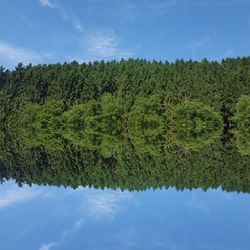 Scenic view of trees in forest against sky