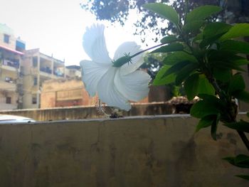 Close-up of white flowers blooming outdoors