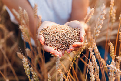 Close-up of wheat growing on field