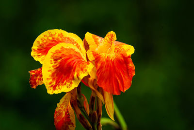 Close-up of orange flower against blurred background