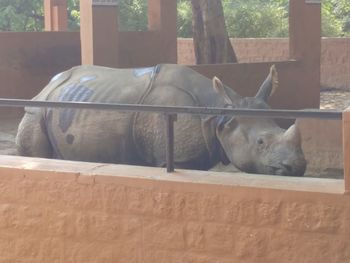 View of a sleeping resting